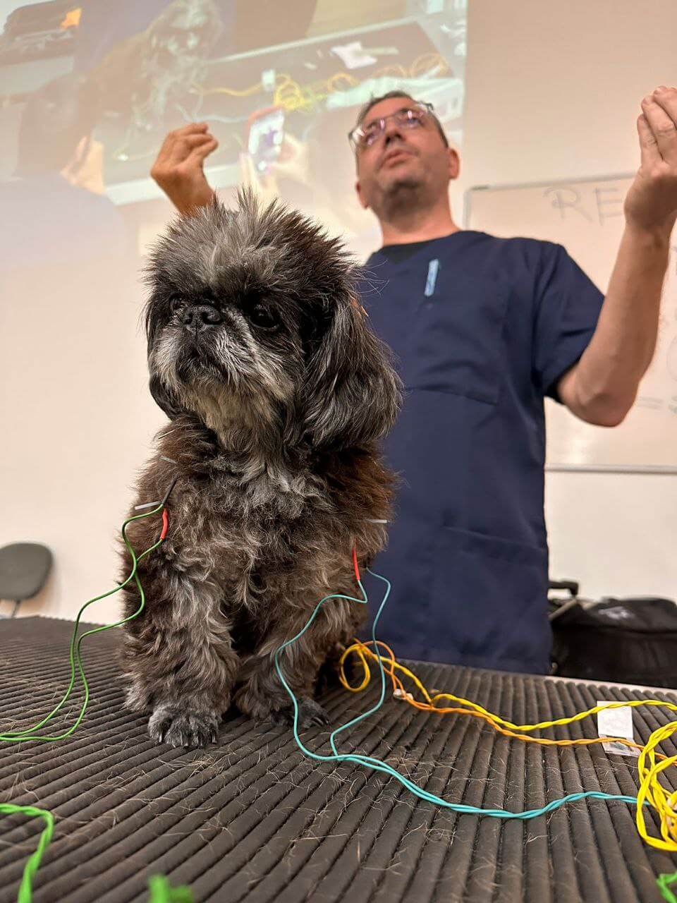 curso-de-pos-graduacao-lato-sensu-em-acupuntura-veterinaria