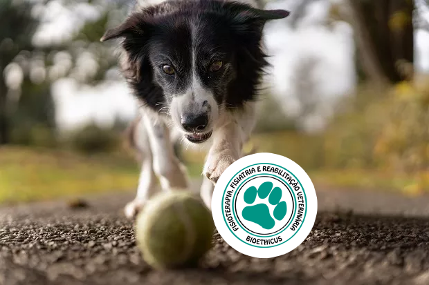 curso-de-pos-graduacao-em-fisioterapia-fisiatria-e-reabilitacao-veterinaria