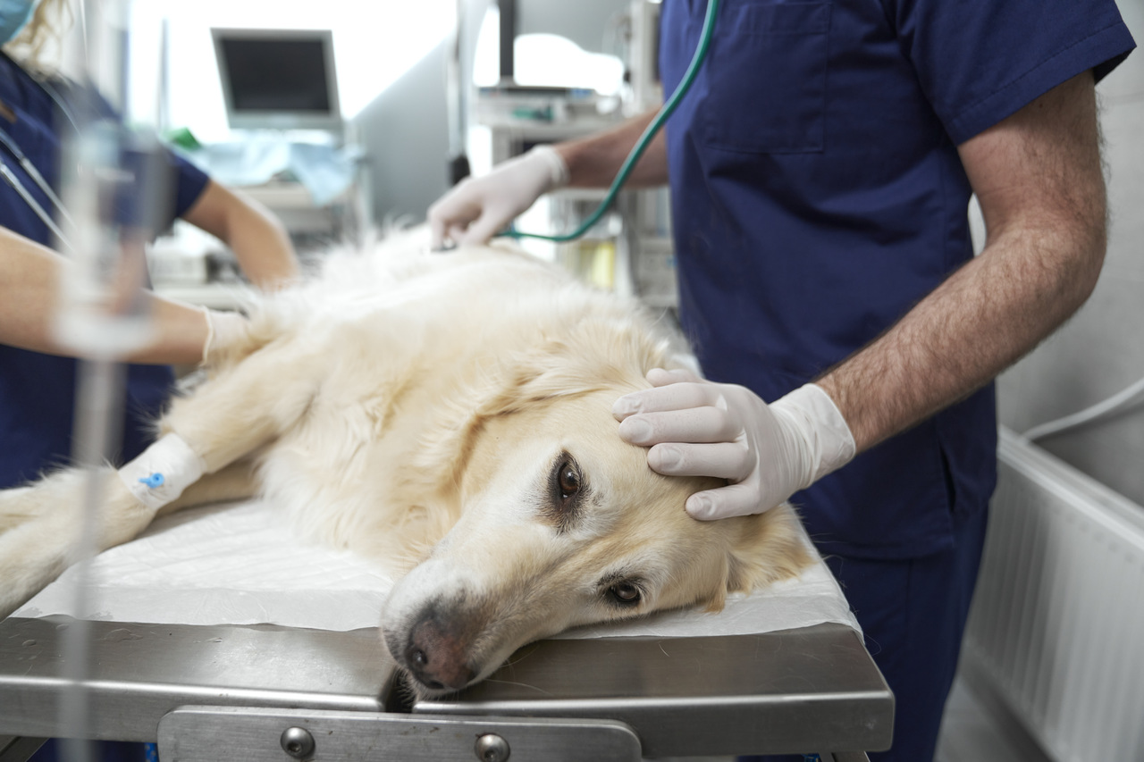 curso-intensivo-neurointensivismo-pequenos-animais